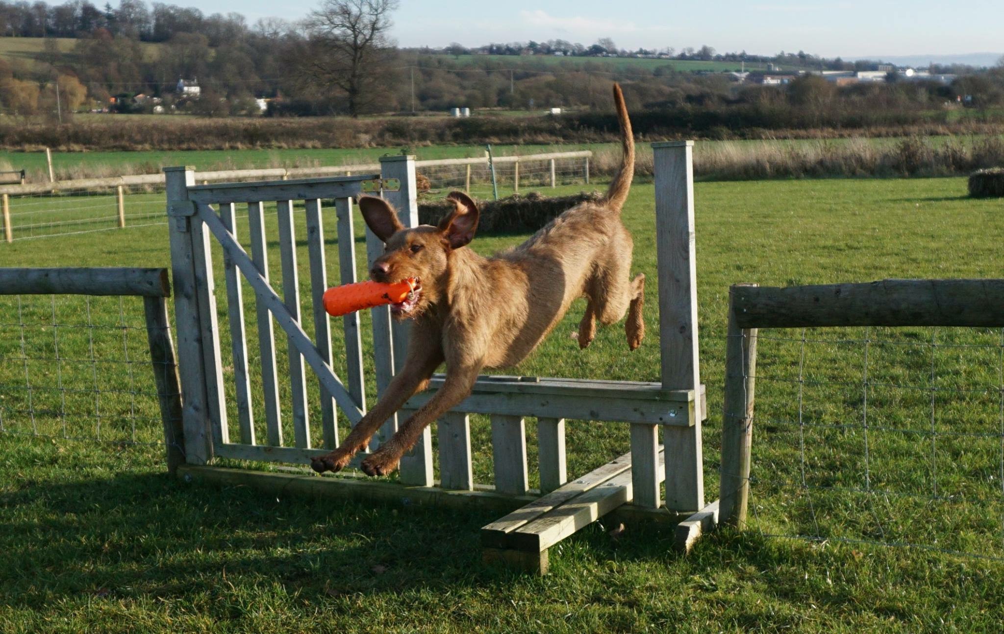 Events Vale and West Gundog Club